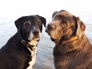 Zwei Hunde sitzen am See und schauen in die Kamera