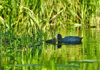 Eurasian Coot (Fulica atra) with a chick