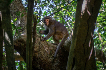 Shy macaque spotted in Kenting National Park, on the south of Taiwan