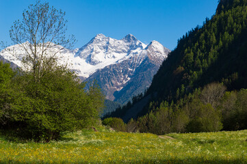Italian alps, green lawn in a valley near Mount Rosa
