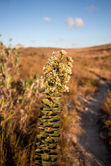 Flores do Cerrado no Vale do Travessão, Serra do Cipó - MG