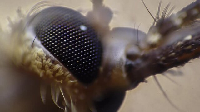 Closeup view of an insect head with big eyes which is moving its chelas. A mosquito body is filmed in macro under microscope. There is a caught alive insect. Theme of blood suckers in the environment.