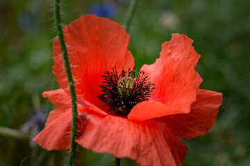 red poppy flower