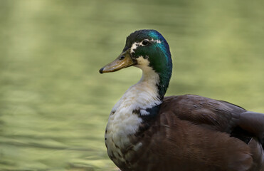 wasser, ente, bird, see, natur, ente, wild lebende tiere, bird, tier, stockente