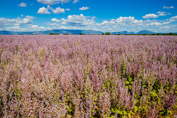 Fototapeta premium Champ de Sauge sclarée sur le plateau de Valensole