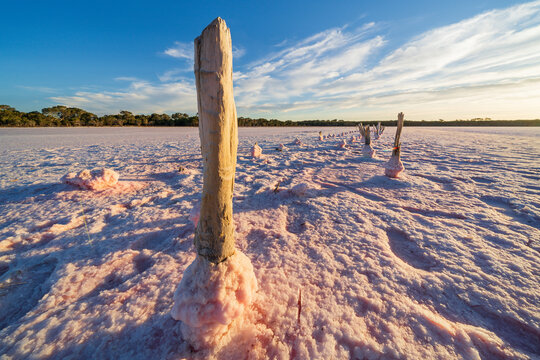 Low angled view of weathered fenceposts in a salt lake encrusted with pink salt crystals