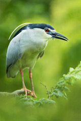 Black-crowned night heron (Nycticorax nycticorax), with beautiful green coloured background. Colorful water bird with grey feather sitting near the river. Wildlife scene from nature, Czech Republic