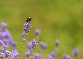 lavender blossom in the garden