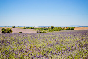 Champs de Lavandes sur le plateau de Valensole