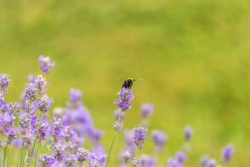 lavender blossom in the garden