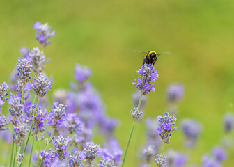 lavender blossom in the garden