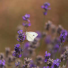 lavender blossom in the garden