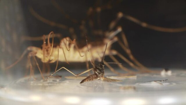 Flycatcher is hunting on a mosquito and kill it in a macro. Closeup footage of insects fight. They are moving their legs and chelas. Concept of the natural laws. Theme of the wildlife and environment.