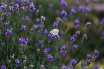 lavender blossom in the garden