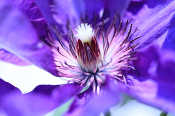 Obraz premium close up of flower, clematis, violett flower