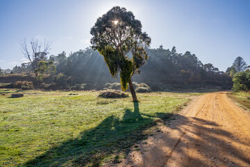 Rays of light coming through the branches of a solitary gum tree on the side of a country road