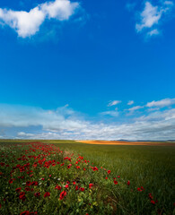 Poppy fields and cultivated hills under clear sky for text