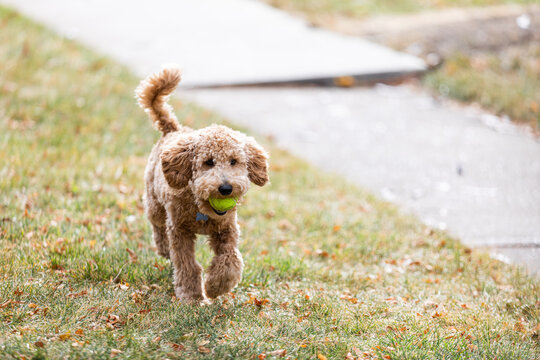 Young labradoodle plays fetch with a tennis ball