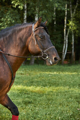 Obraz premium Portrait of a horse in a bridle on a sunny summer day.