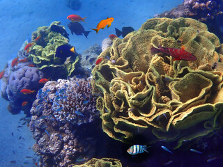 Exotic fish inhabiting coral reefs at the Red Sea, Middle East