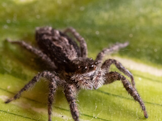 spider on a leaf