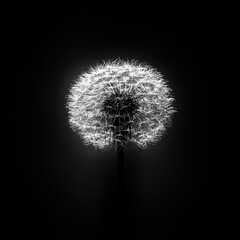 White dandelion head with seeds on minimalist black background. Dramatic, dark nature with white dandelion.