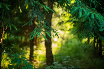 Wald im Sommer am späten Nachmittag