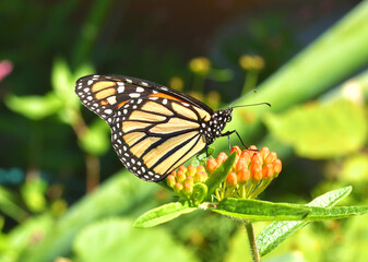 Closeup of a Monarch Butterfly (Danaus plexippus) resting on the orange flower buds of Butterfly...