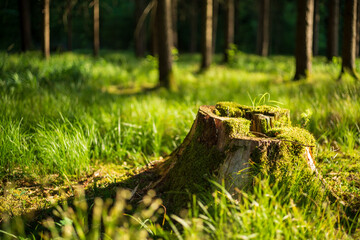 Wald im Sommer am späten Nachmittag mit Baumstamm