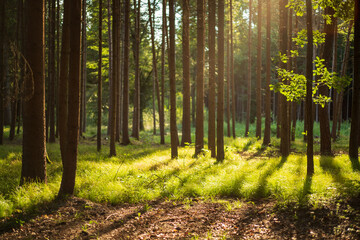 Wald im Sommer am späten Nachmittag