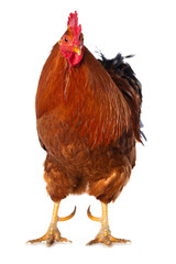New hampshire cock on white background