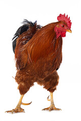 New hampshire cock on white background