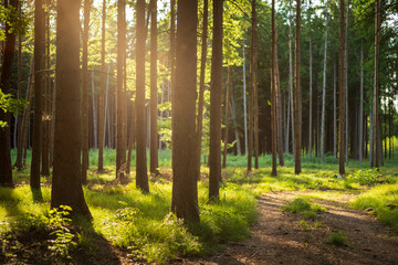 Wald im Sommer am späten Nachmittag