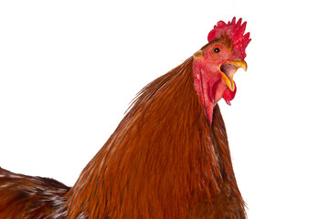 New hampshire cock on white background