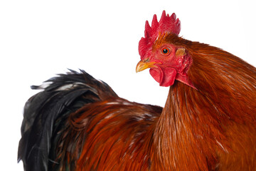 New hampshire cock on white background