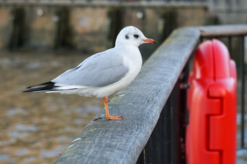 Common gull perching on a river fence