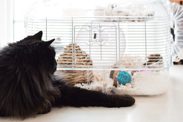 Black cat watching hamster in a cage © Julia