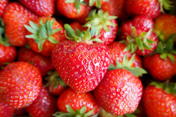 a lot of red ripe strawberries close. view from above