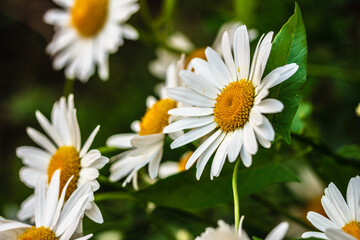 Obraz premium Beautiful White Camille flowers in dark green background on a sunny day, Arctic chamomile macro, summer background