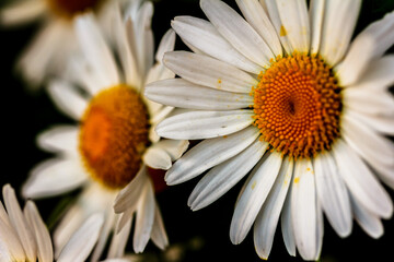 Two big Beautiful White Camille flowers in dark background, Arctic chamomile macro, floral background