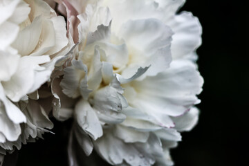 Gorgeous white peony flowers close up on black background, peony petals macro, peony background