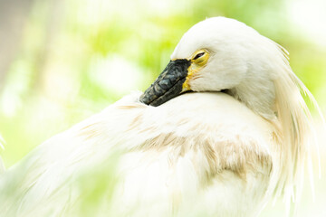 Eurasian spoonbill (Platalea leucorodia), with beautiful green background. Colourful waterbird with white feather sitting near the lake. Wildlife scene from nature, Czech Republic