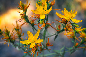 Flores silvestre de color amarillo
