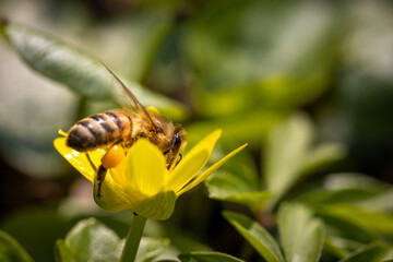Bee on a spring flower collecting pollen and nectar