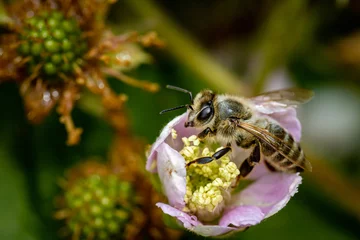Fotobehang Bee on a white blackberry flower collecting pollen and nectar for the hive © photografiero