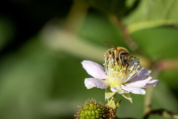 Bee on a white blackberry flower collecting pollen and nectar for the hive