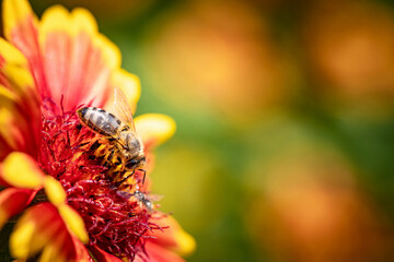 Bee on a orange flower collecting pollen and nectar for the hive