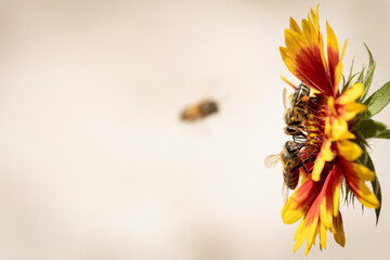 Two working bees on a yellow flower collecting pollen and nectar for the hive