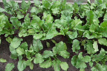field of sugar beet. Green leaves in garden