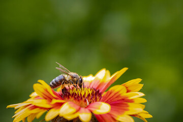 Bee on a orange flower collecting pollen and nectar for the hive